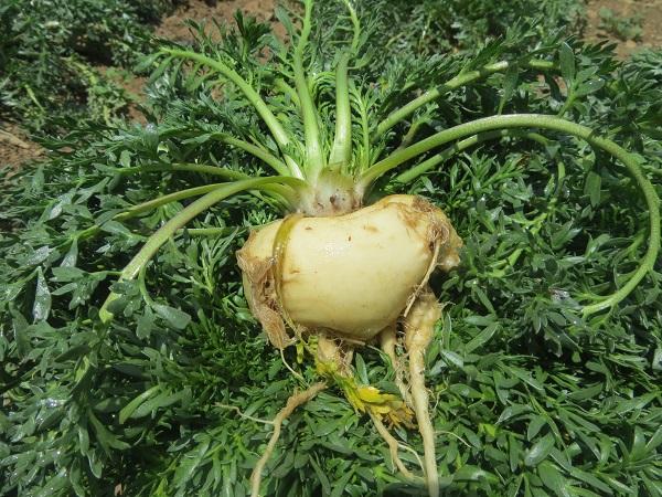 秘鲁印加玛卡,秘鲁玛卡和国产玛卡的区别