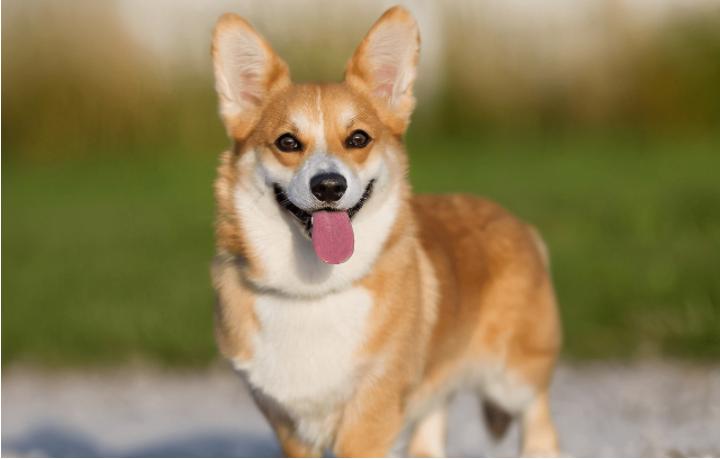 雪纳瑞犬可以吃什么食物,狗狗不能吃的食物完整版