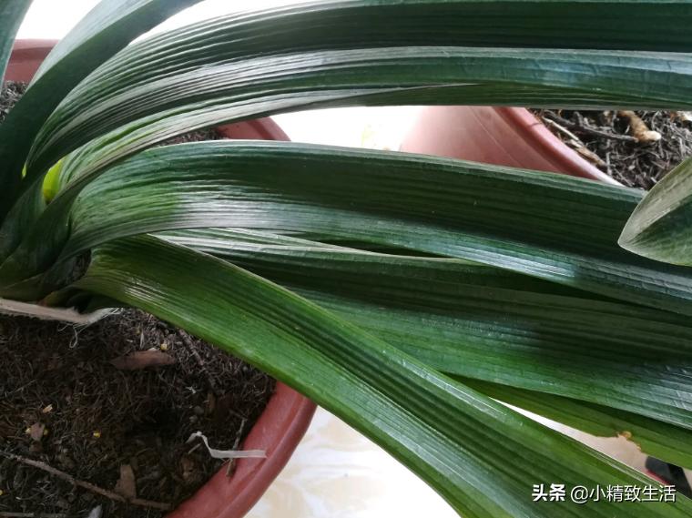 君子兰叶片变红了怎么回事,君子兰叶子出现黄点
