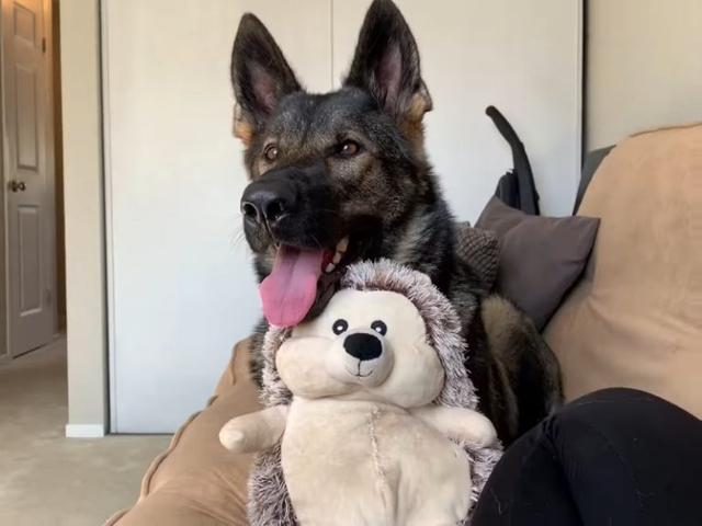 狗狗打针的时候脑袋一直发抖,狗狗打针回家后没精神怎么回事