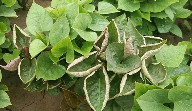 大黄素甲醚防治甘薯病毒病,甘薯病毒病的防治