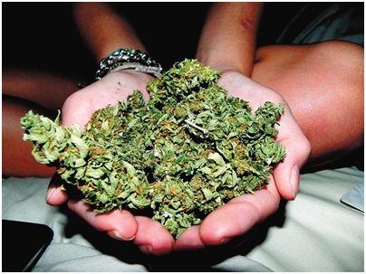 加拿大的大魁北克,加拿大大麻问题