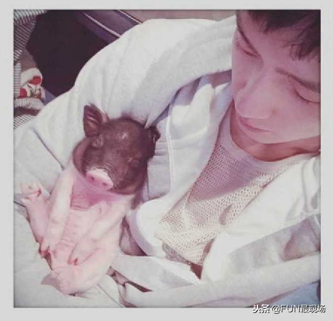 井柏然抖音小猪,井柏然给白敬亭送小猪佩奇