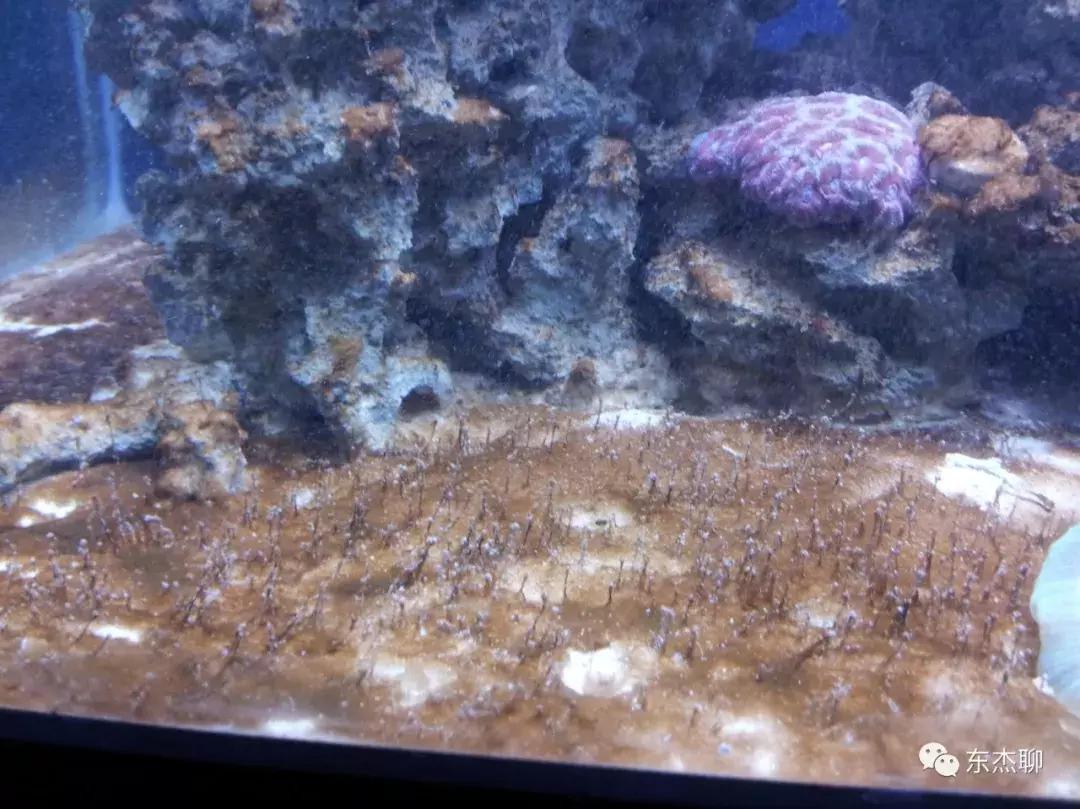 海水鱼缸藻类爆发怎么治,海水鱼缸的菌怎么处理