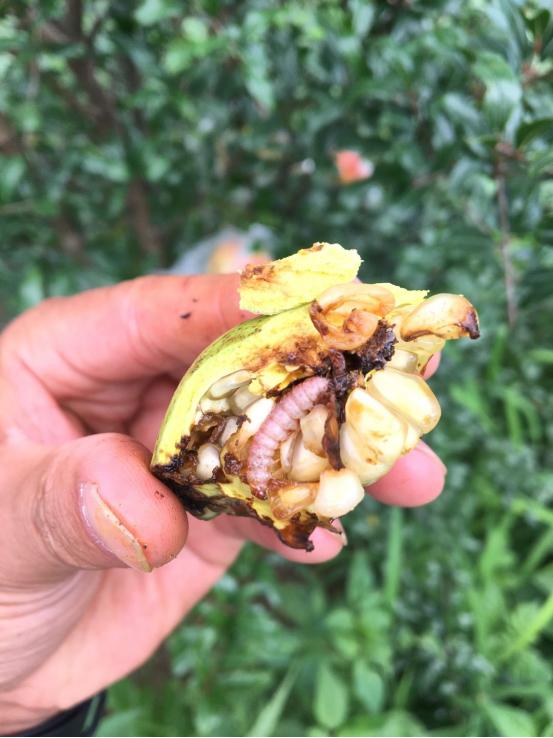 软籽石榴病虫害防治一览表,突尼斯软籽石榴病虫害防治