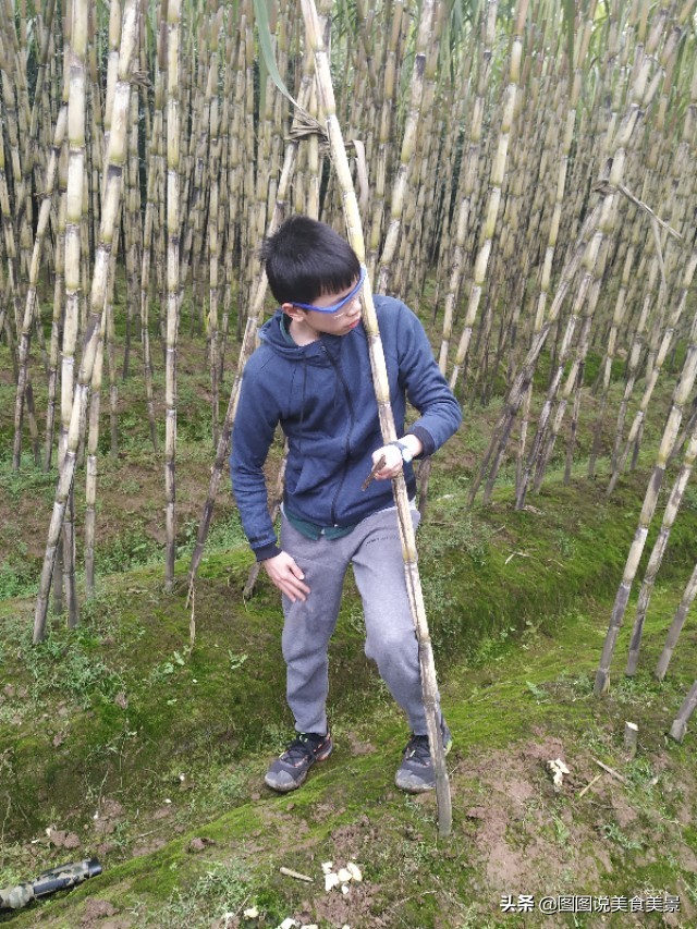 重庆江津中坝岛正宗甘蔗红糖,甘蔗中坝岛视频