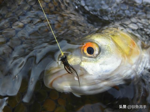 路亚赤眼鳟攻略,赤眼鳟路亚操作手法