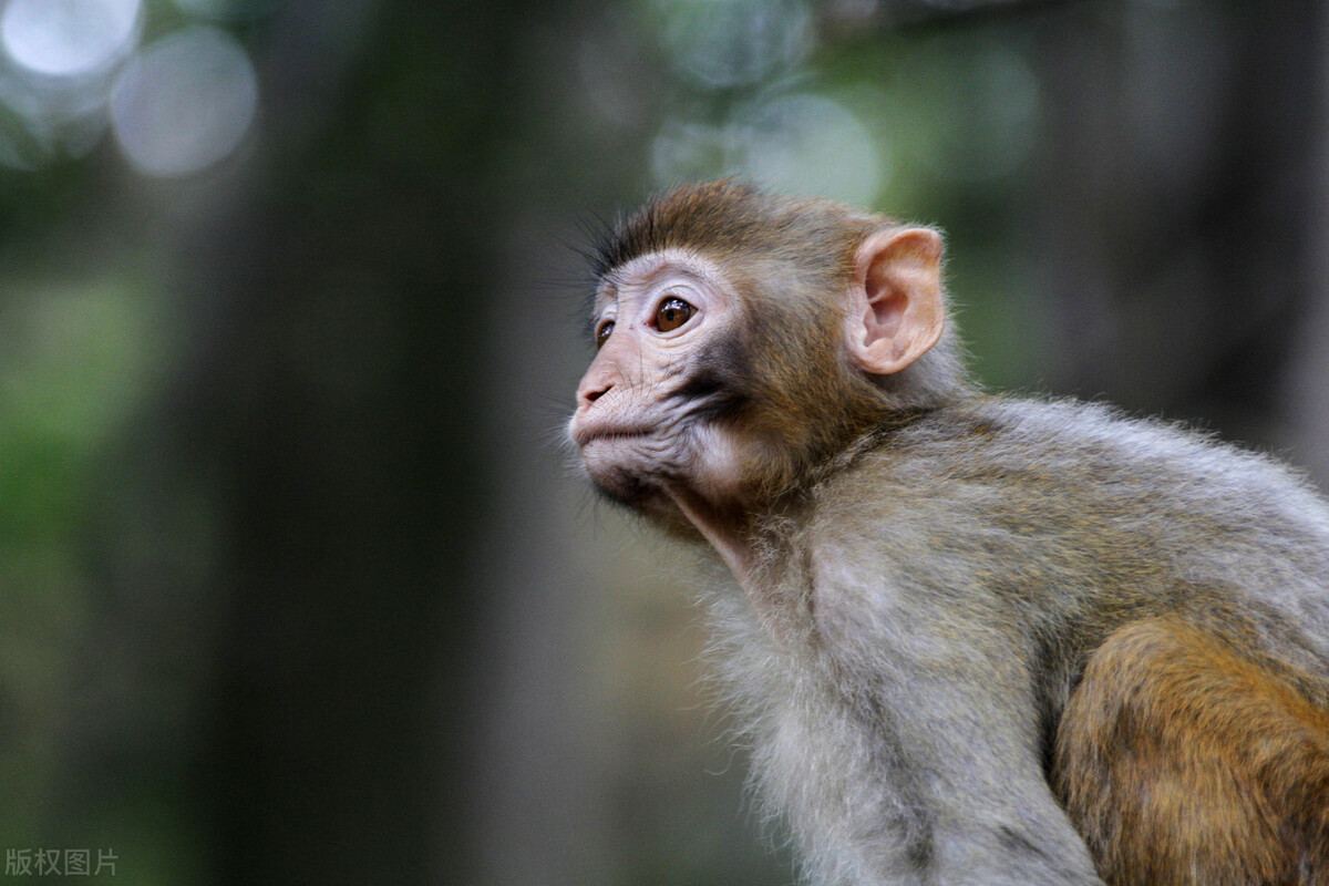 形意拳12形拳解说,形意拳内功篇原文