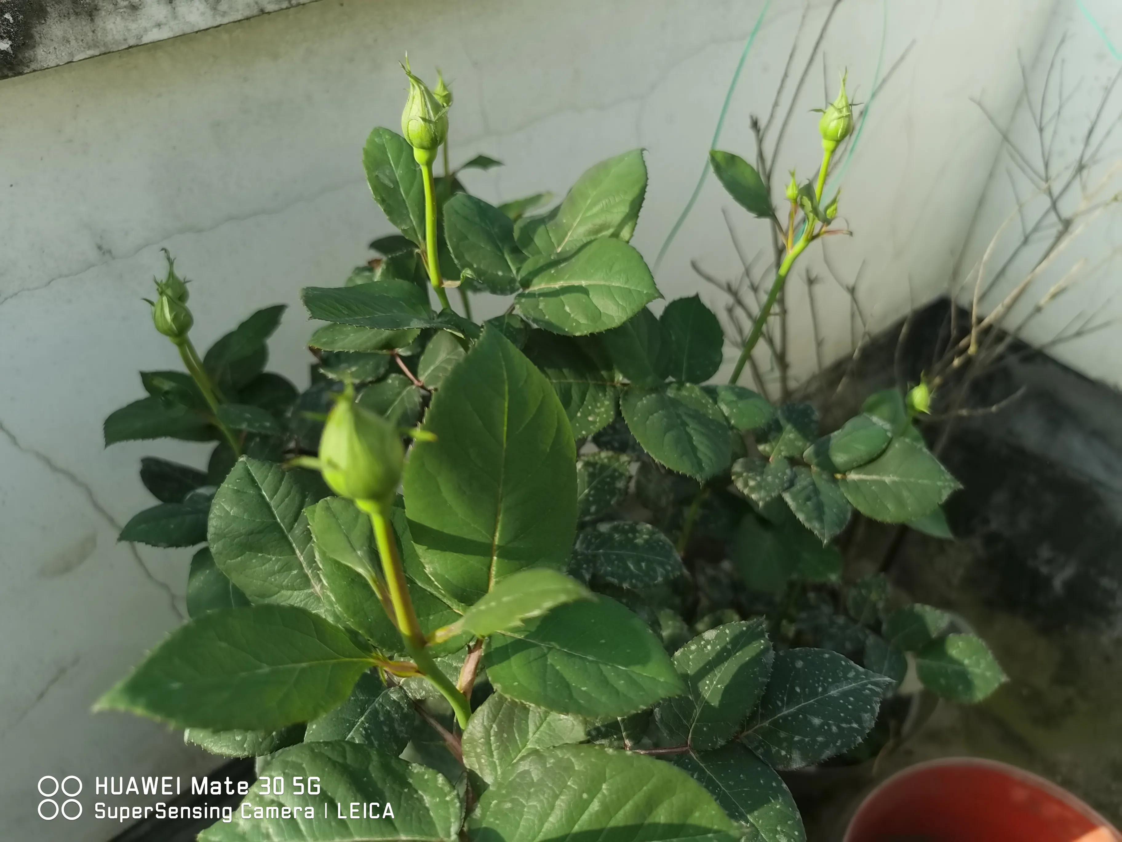 闲鱼卖花靠谱吗,在闲鱼上买花草靠谱吗