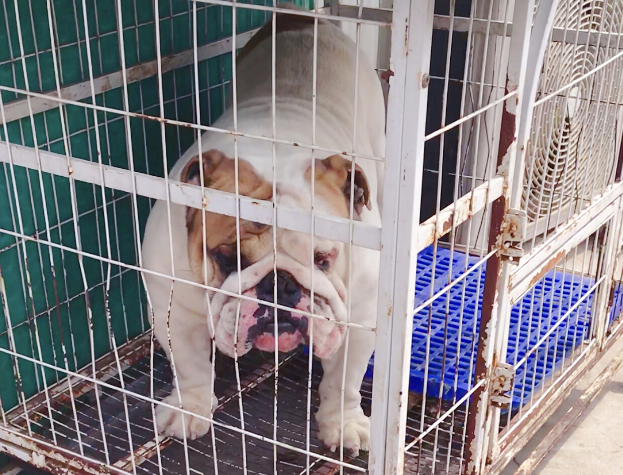 英牛的孕产记实——一场生死线上的考验