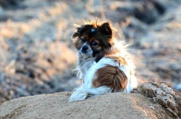 为什么有人反对养宠物,为什么现在越来越多人选择养狗