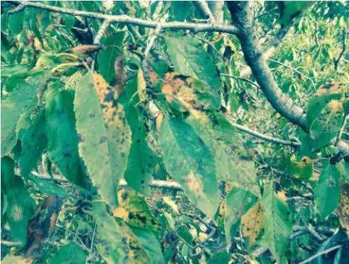 樱桃树的早期落叶病怎么防治,樱桃树早期落叶病的治疗