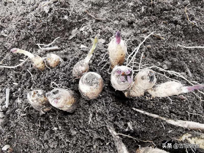 延边朝鲜族特色美食做法,朝鲜族美食手工