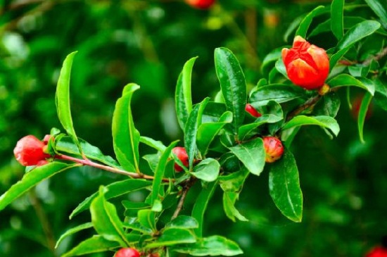 石榴花有毒吗能在卧室养吗,石榴花好养还是苹果花好养