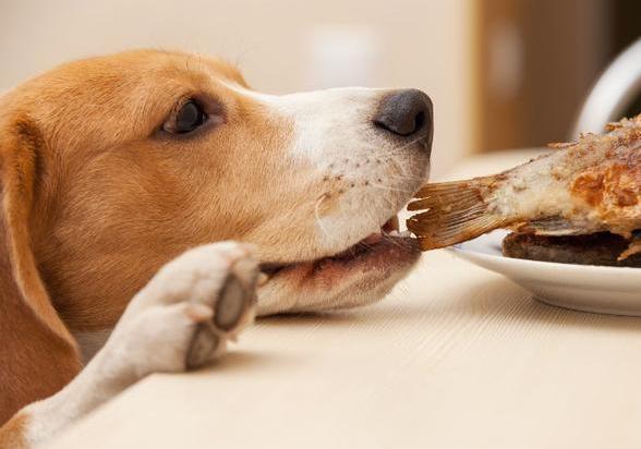 金毛换狗粮没有旧狗粮怎么办,金毛换环境不拉屎怎么办