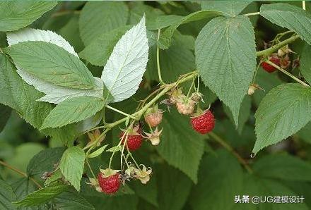 童年吃的野果视频,童年回忆农村人最爱的6大野果