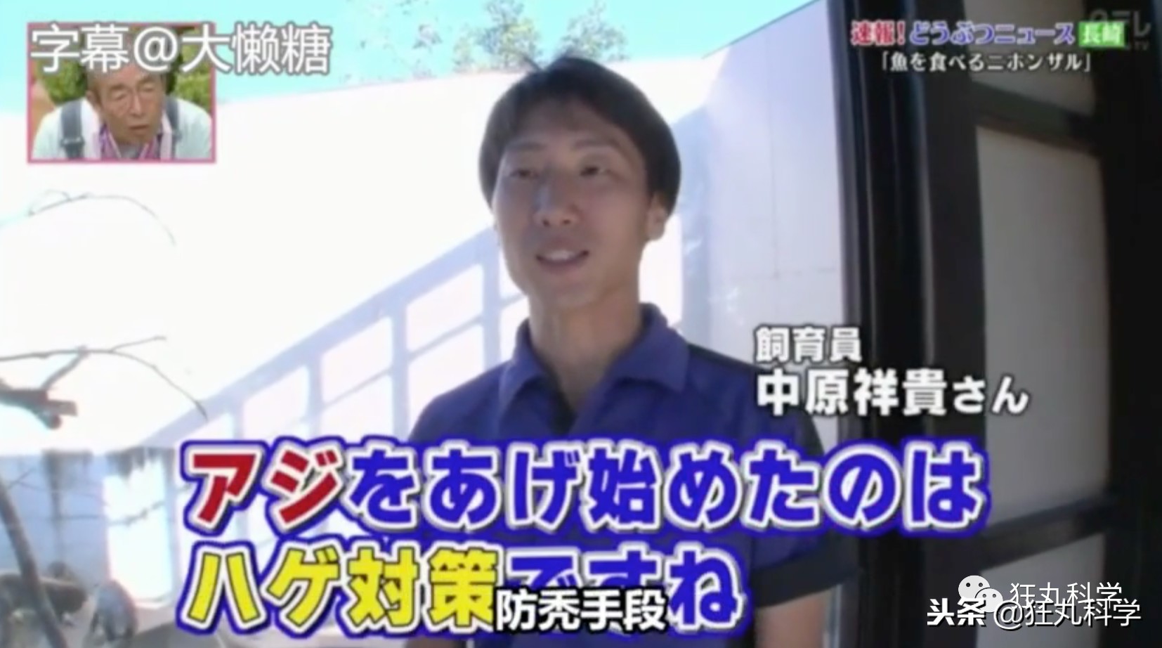 鏃ユ湰鐚村瓙鍚冮奔,绉冨ご鐚村瓙鍚冮奔