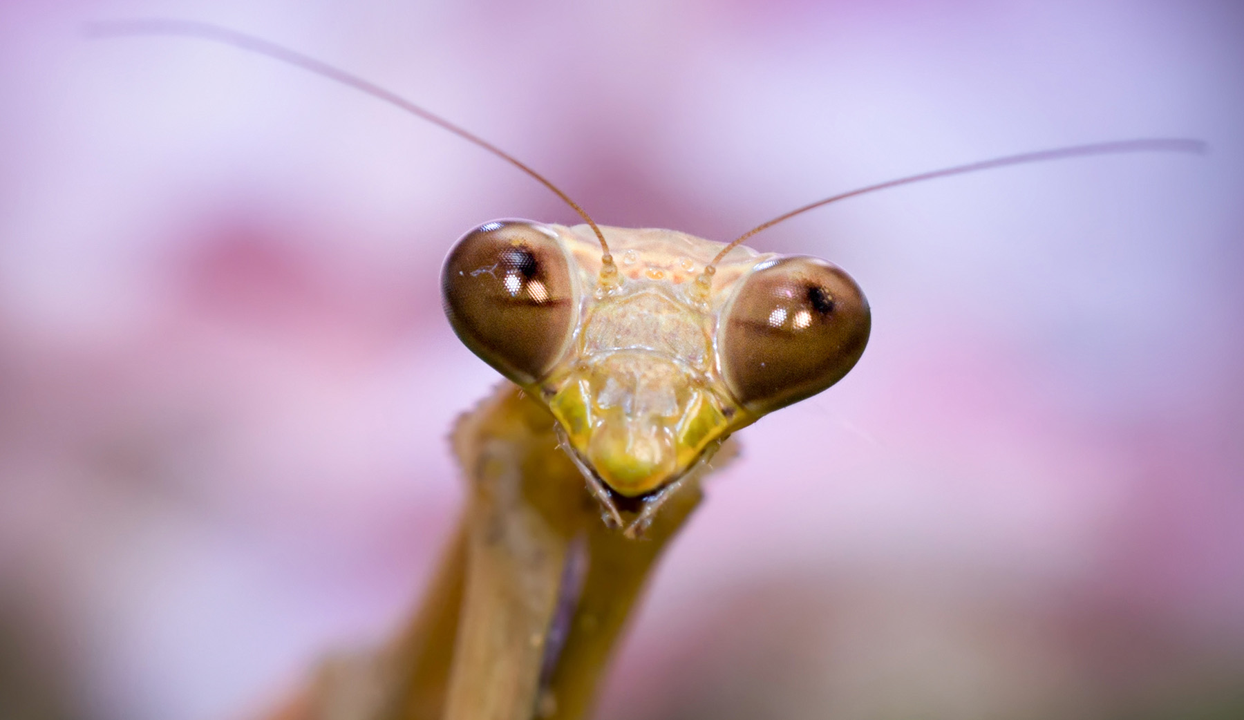 尼康2021年新相机,尼康2021年新相机及镜头展望