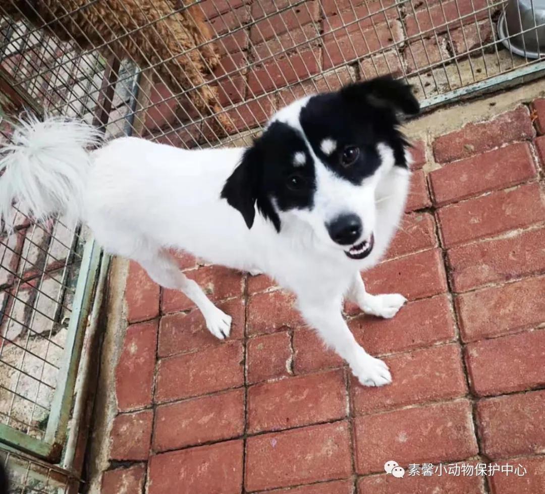 领养代替购买|2021年6月份福州线上宠物领养活动