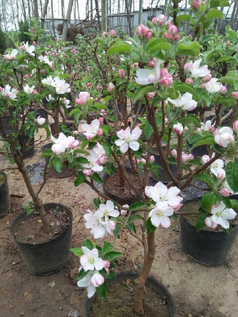 阳台盆栽水果大收获,阳台盆栽水果秋天下什么肥料