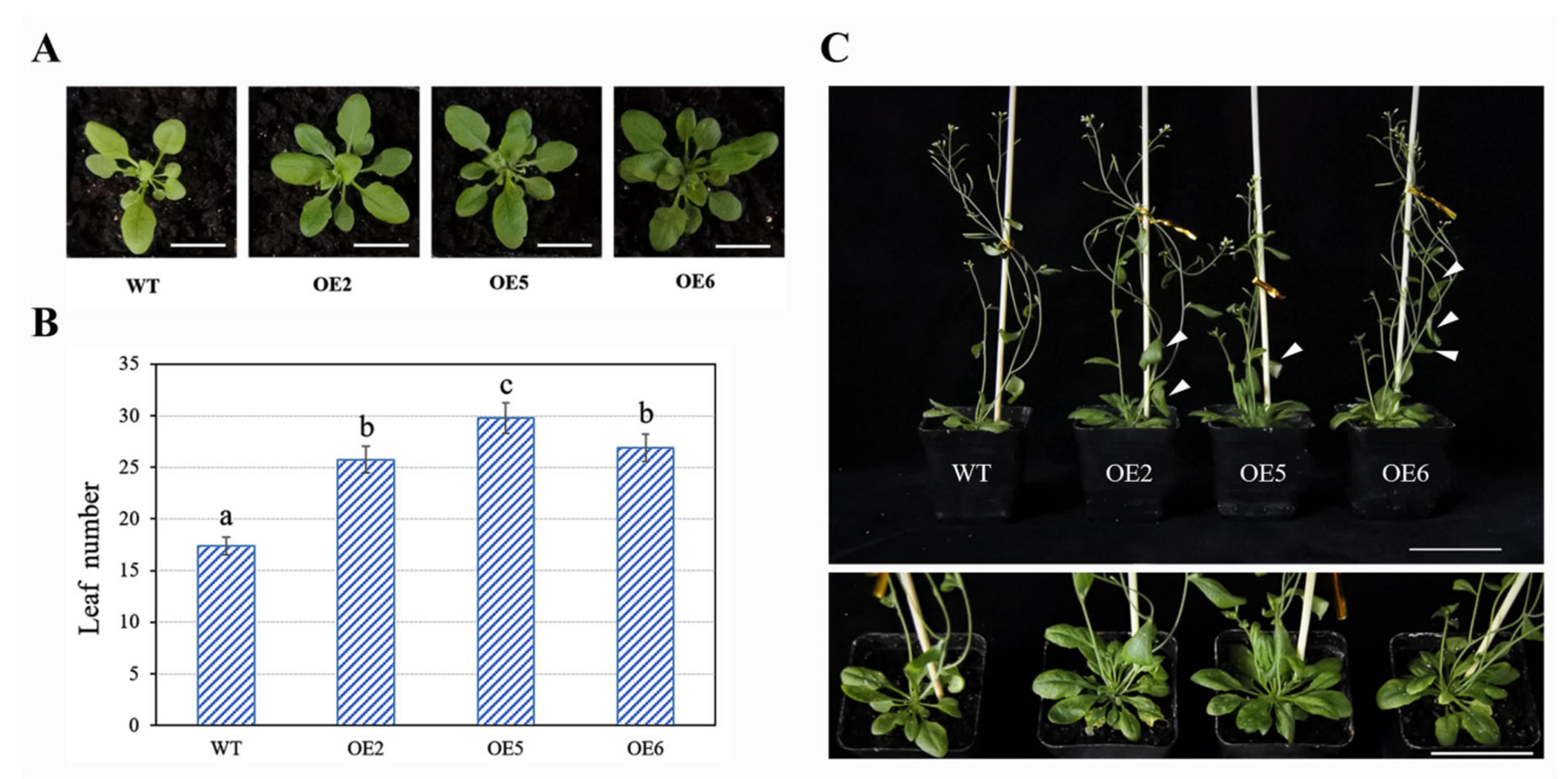 小白菜BcMYB101叶片发育相关基因的克隆及功能分析