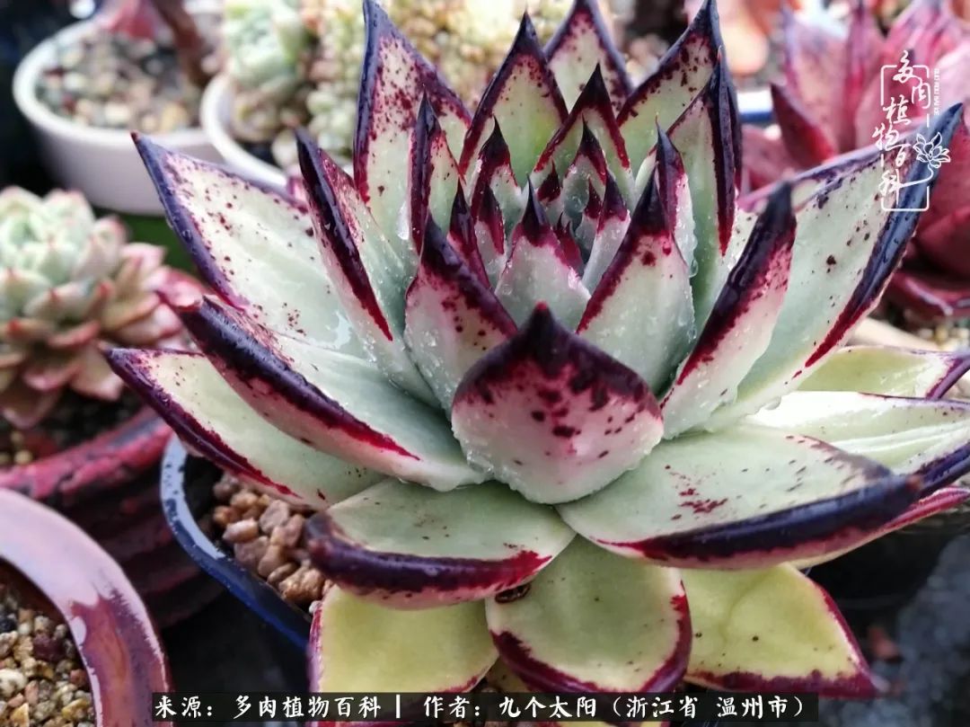 景天、球和龙舌兰，只要是多肉，都喜爱