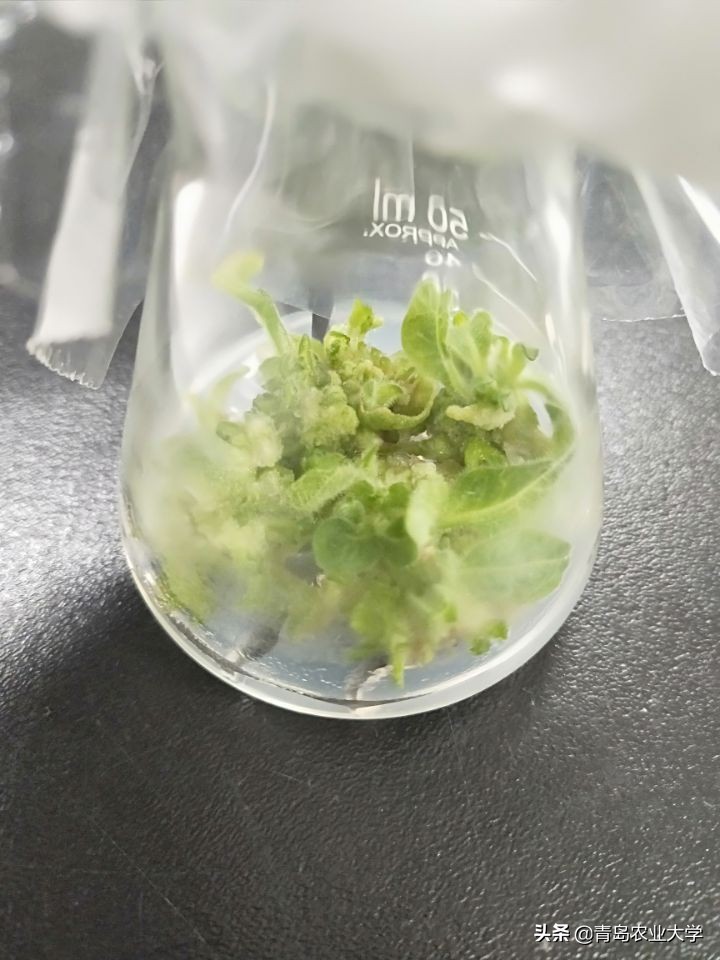 林学女生,林学专业女生