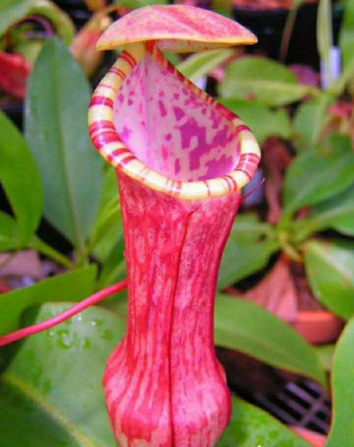 猪笼草能吸引蚊子吗,猪笼草可以吃蚊子吗