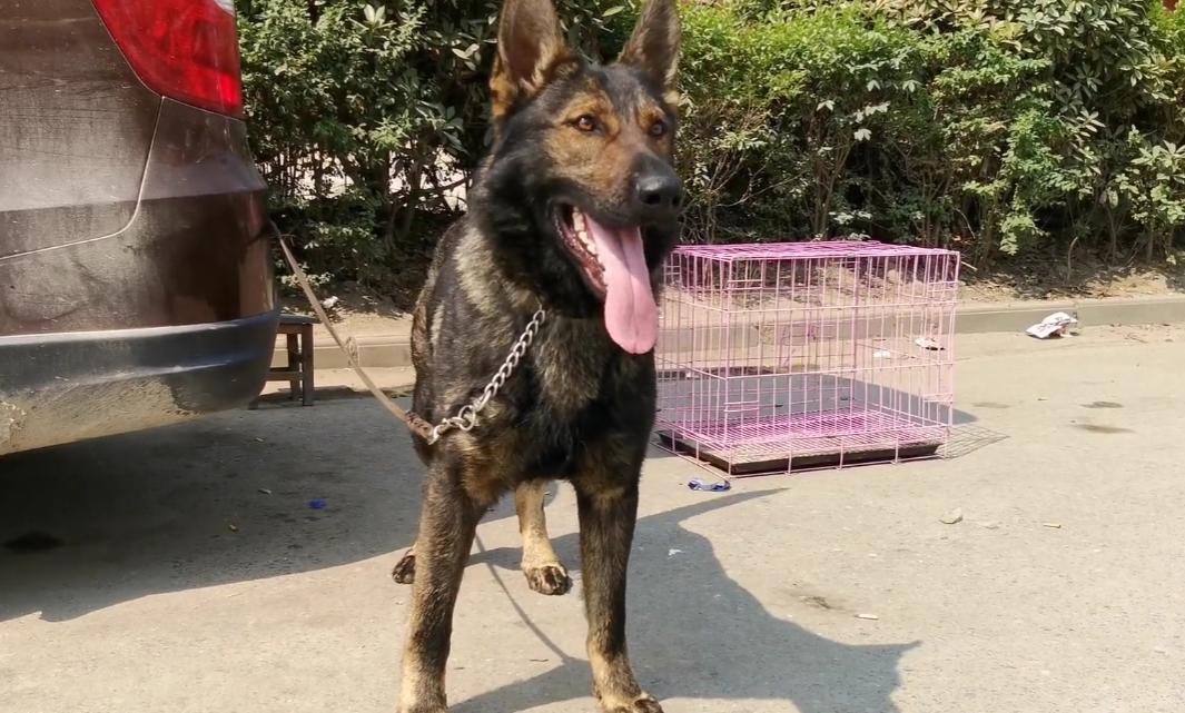 凶狠的东德,黑色的昆明犬和黑色的东德