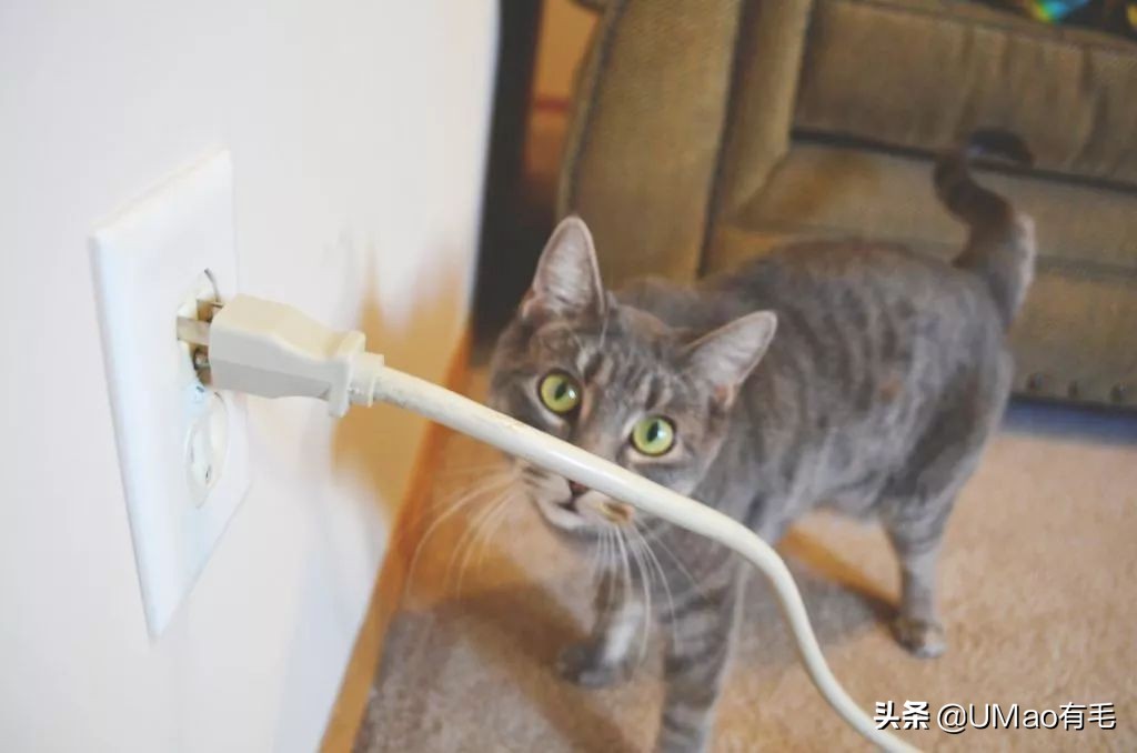 不许猫咪咬东西,不要溺爱猫咪