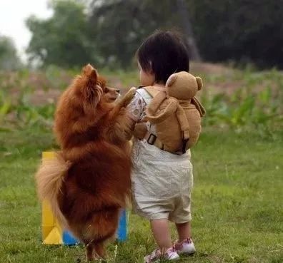 记录小狗狗的胎动瞬间,狗狗感受到了主人肚子里的胎动