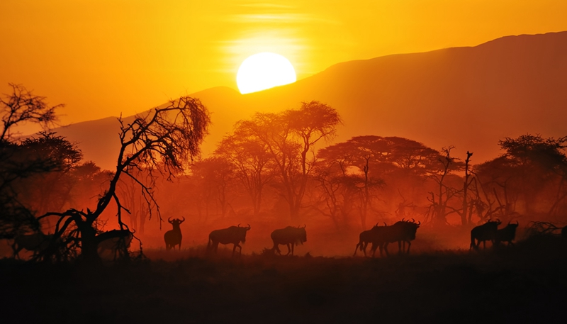 适合野生动物摄影器材,2020最佳旅游相机排行