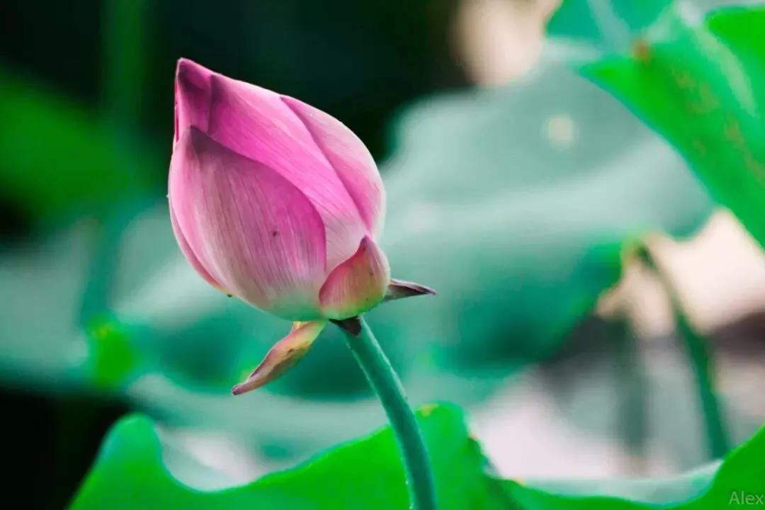 明一居士简介,明一居士完整视频