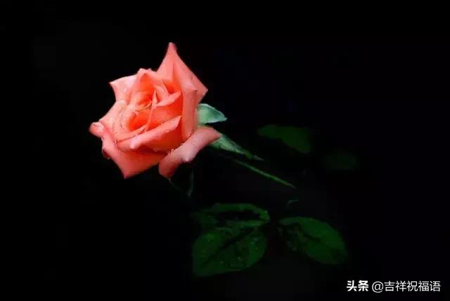 5201314，送你999玫瑰花，祝你爱情甜甜蜜蜜
