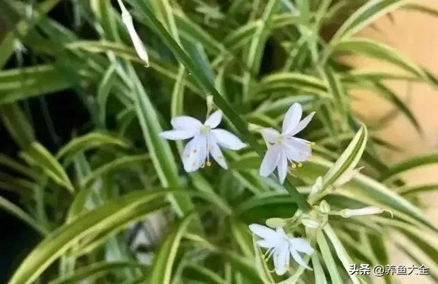 花卉盆栽的造型和修剪技术,盆栽花卉修剪方法