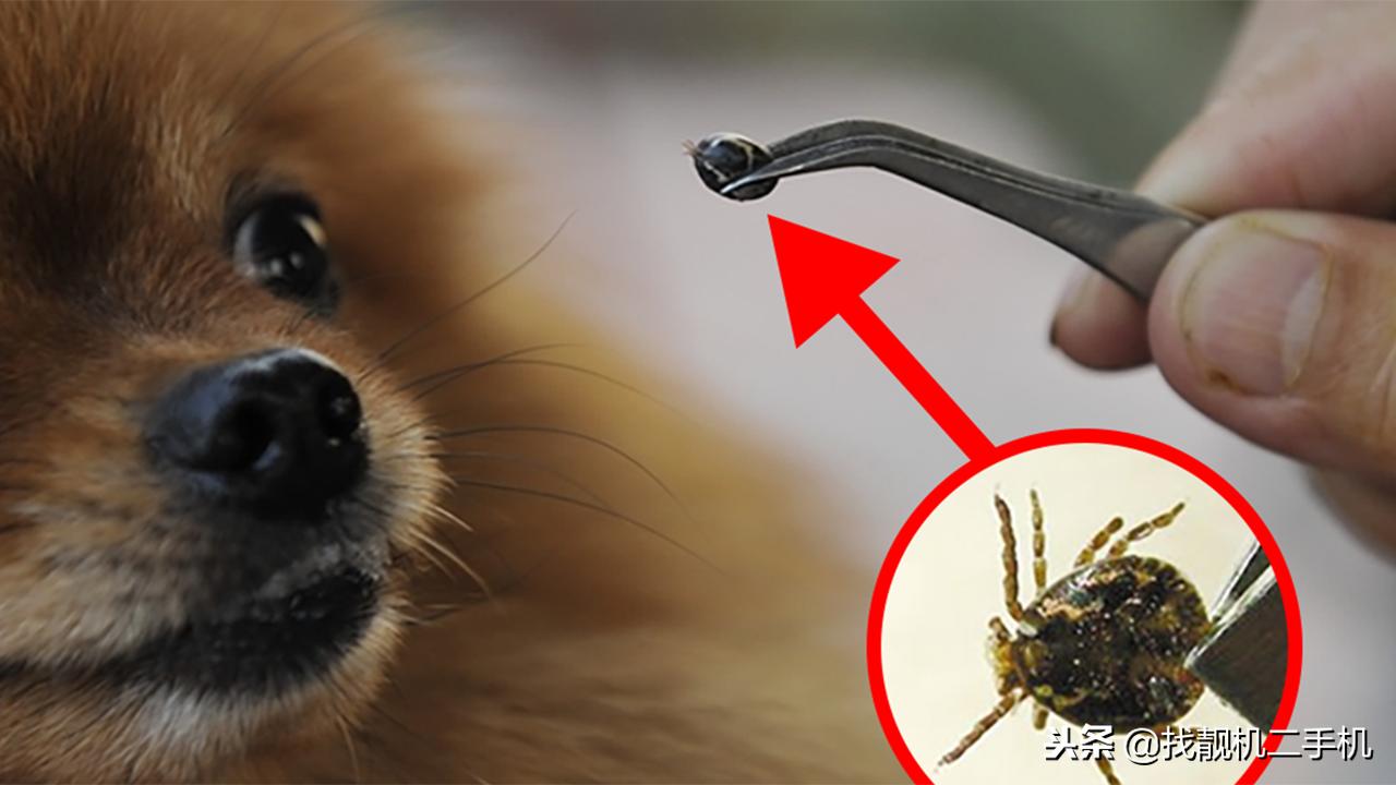 蜱虫紧咬在狗狗身上，到底怎样才能取出来？