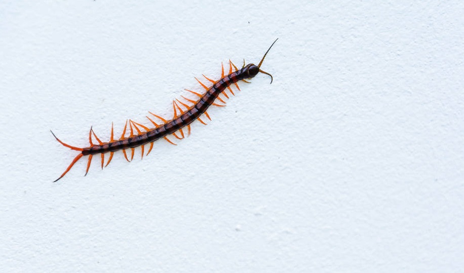 消灭害虫的100种方法,怎么消灭害虫最好的方法