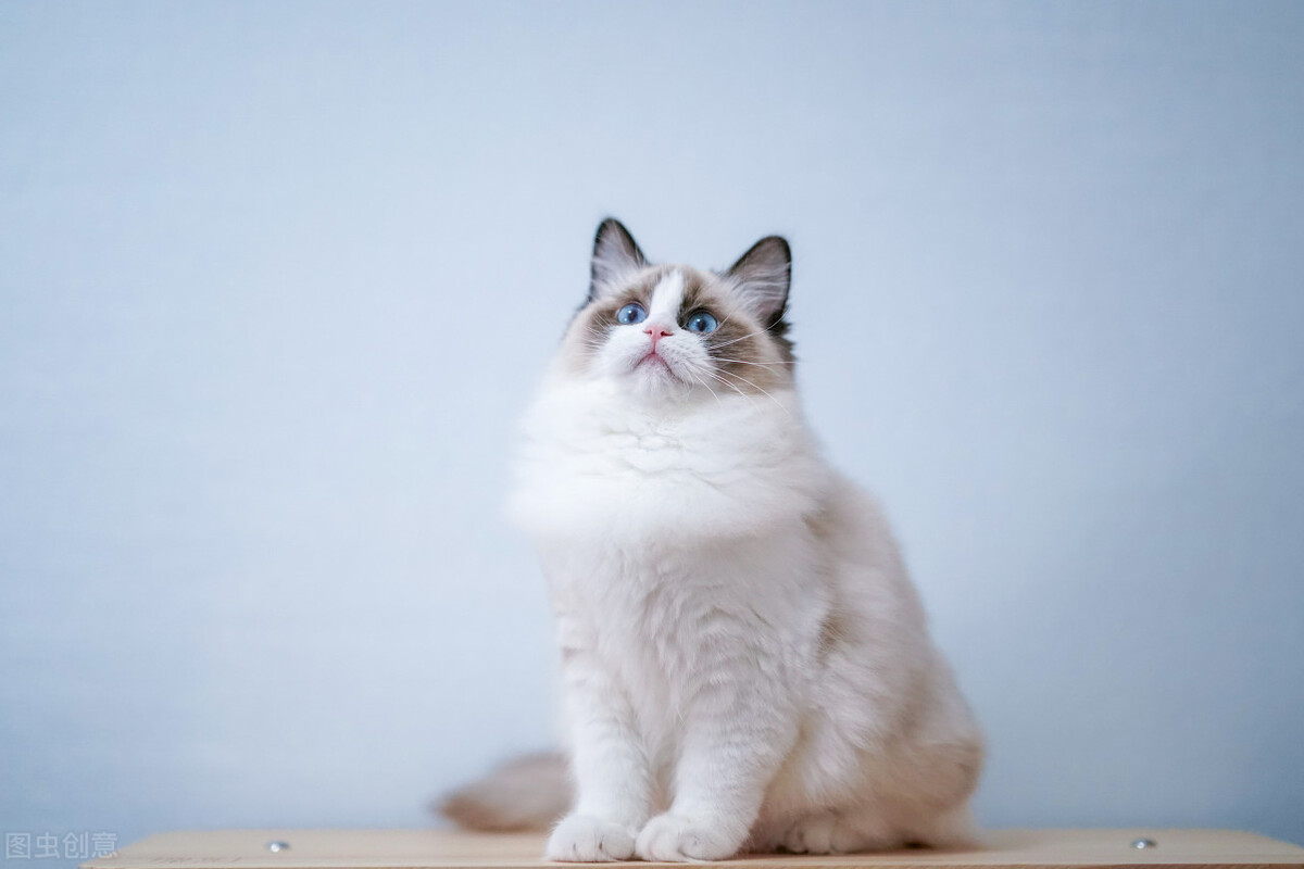 适合新手宠物猫,宠物猫新手哪种好养