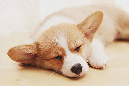 狗狗吃墙灰会有问题吗,狗狗为什么爱吃鼻涕纸