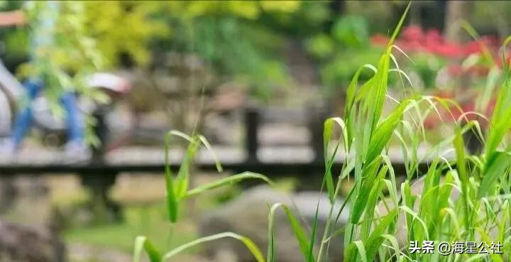 无锡这8大开放式公园高颜值,适合晨夕散步绿荫避暑