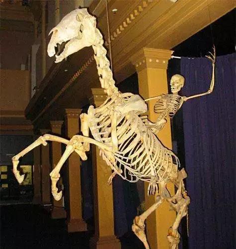 印度人骨交易,印度出口人骨标本