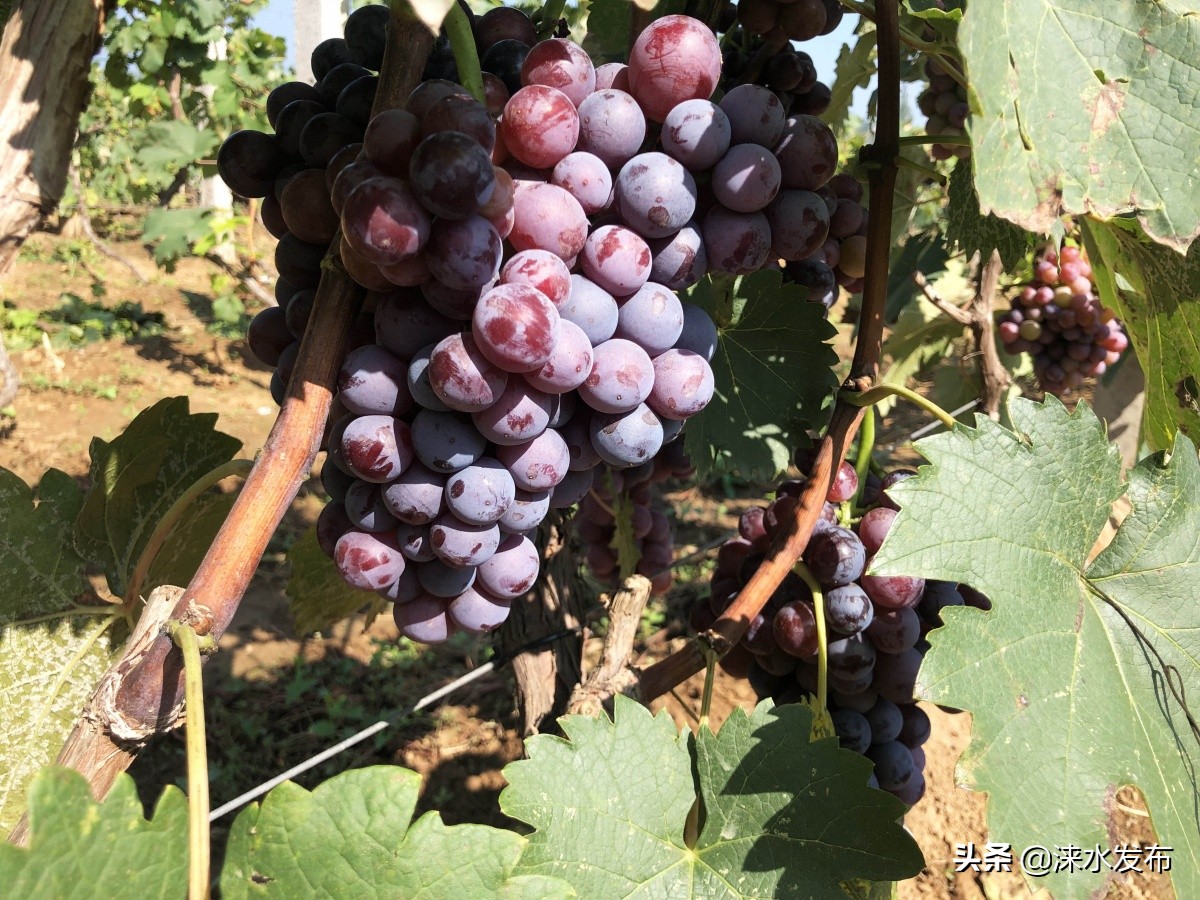 鐖卞績鍔╁啘鑻规灉鏂伴矞閲囨憳,鐖卞績浼佷笟鍔╅攢钁¤悇