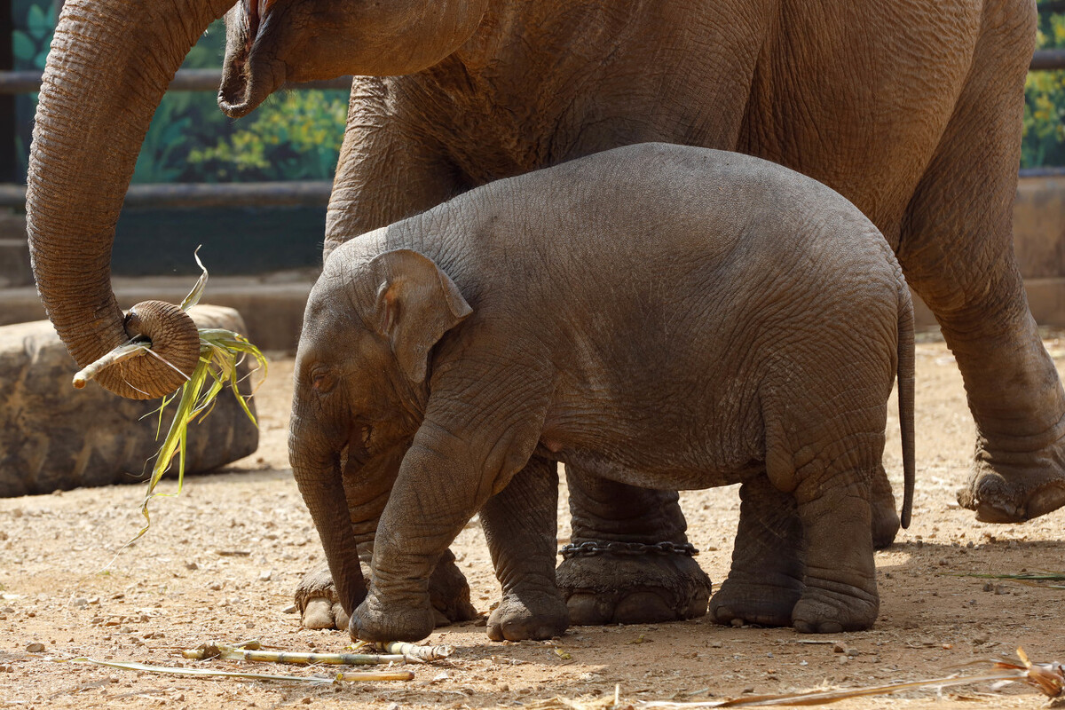 云南小象顽皮,小象宝宝为什么这么淘气