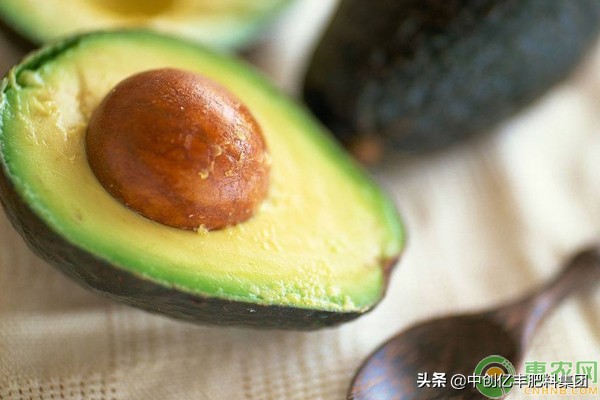 牛油果种植几年可以丰产,牛油果栽培技术与管理