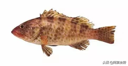 便宜常见海鲜鱼有哪些,各种名贵鱼的种类