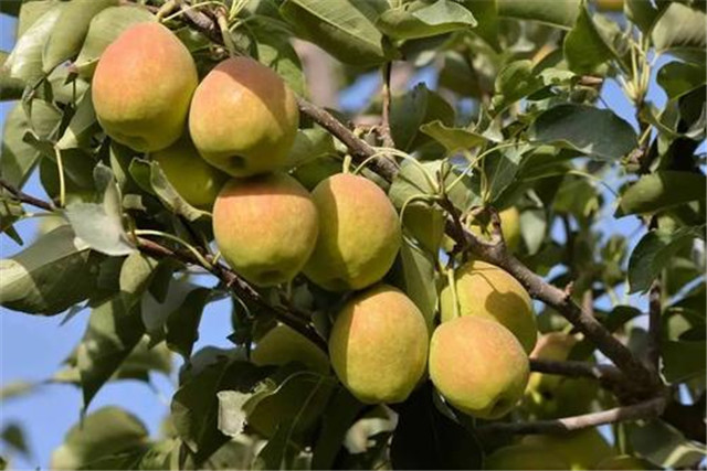 新疆库尔勒香梨怎么种植,库尔勒香梨几年丰产