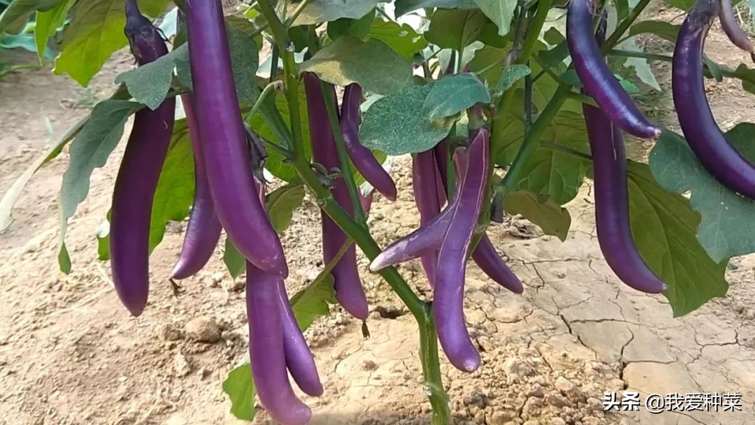 茄子怎么育苗是正确的,茄子育苗出来需要多高温度