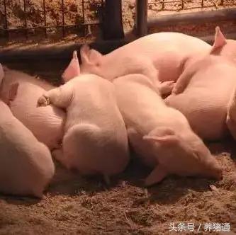 猪场腹泻病的防治,猪场流行性腹泻怎样处理