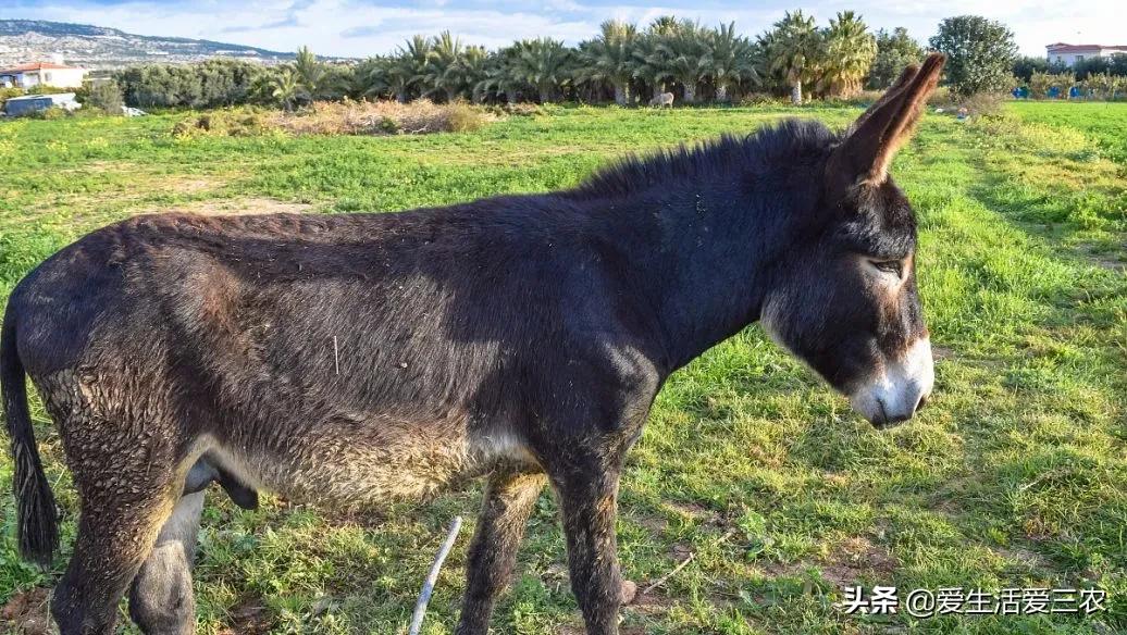在农村做什么养殖业比较好,在农村适合做什么养殖业