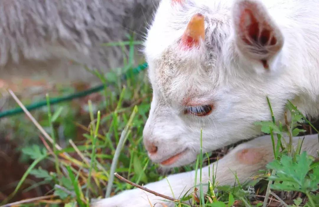 羔羊消化不良积食怎么解决,羔羊消化不良